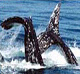 San-Diego-Whale-Watching